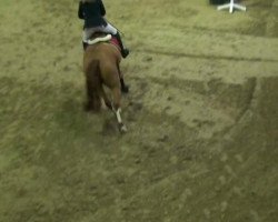 broodmare Ma Petite (German Riding Pony, 1986, from Galant)