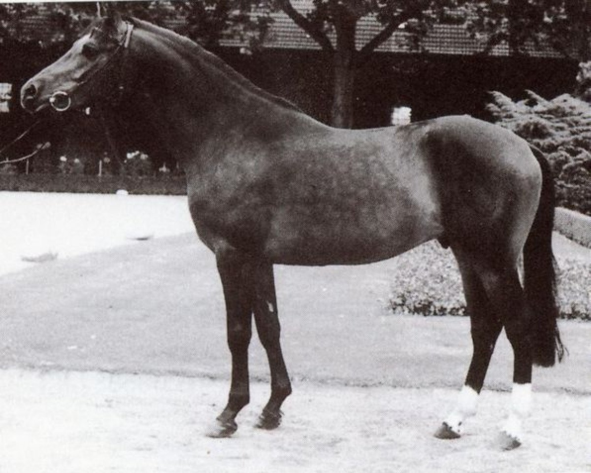 Deckhengst Nibelungenheld (Westfale, 1985, von Nobel)