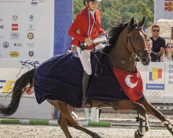 jumper Cash It (Oldenburg show jumper, 2015, from Comme il Faut) jumper Cash It (Oldenburg show jumper, 2015, from Comme il Faut)