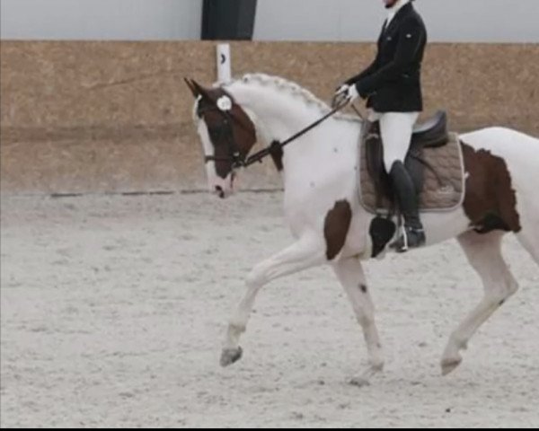 stallion Swiss Colours (German Sport Horse,  , from Swiss Made)