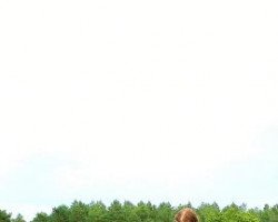horse Oska (Dt.Part-bred Shetland pony, 2012)