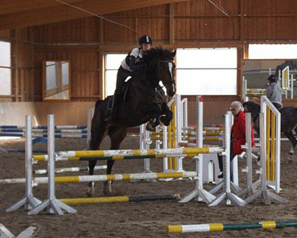 horse Cadarco (Bavarian, 2004, from Caretello B)