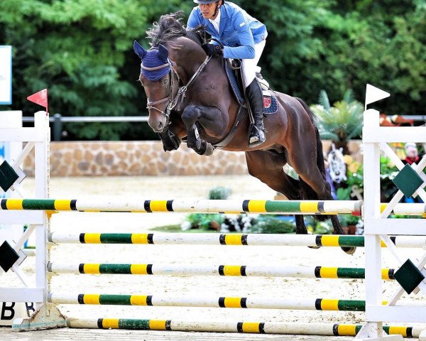 jumper Shalom (Hanoverian, 2014, from Sandokan 290) jumper Shalom (Hanoverian, 2014, from Sandokan 290)
