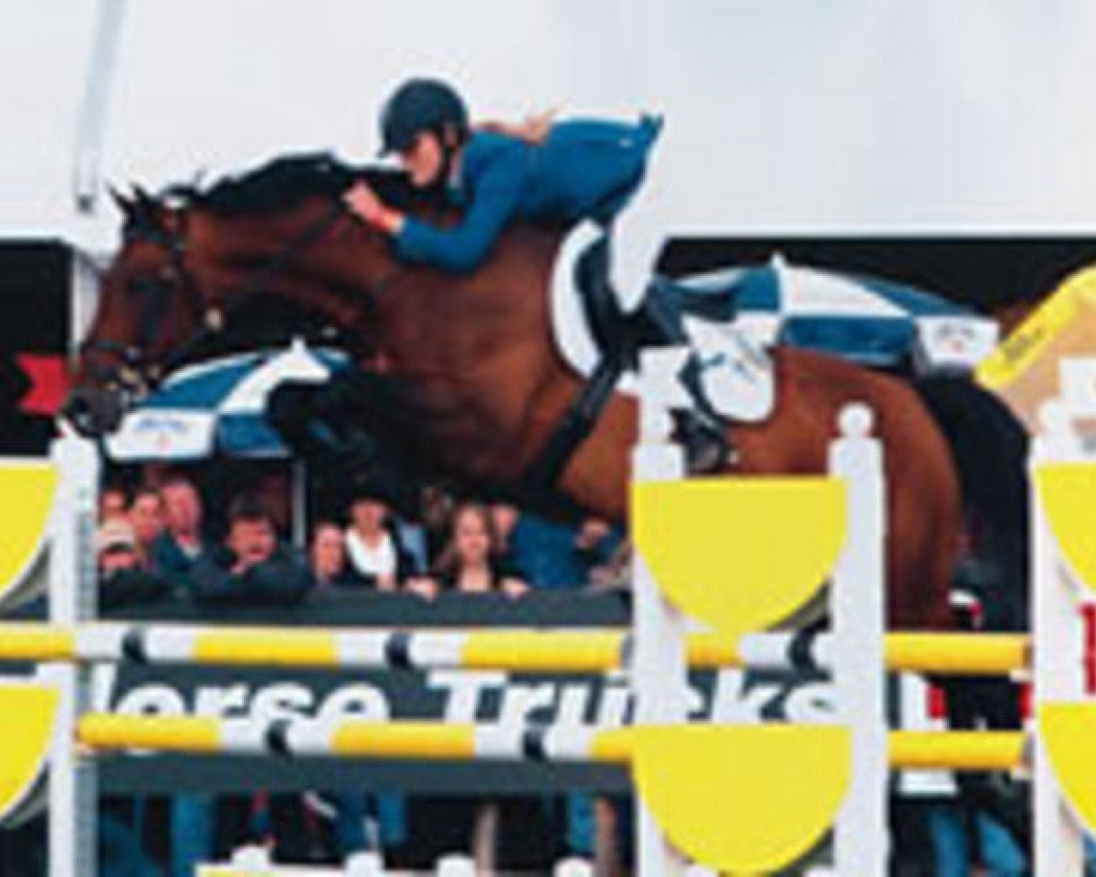 stallion Quincy Z (KWPN (Royal Dutch Sporthorse), 1996, from Quick Star)