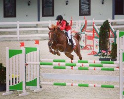 jumper Galios (Bulgarian Warmblood, 2006)