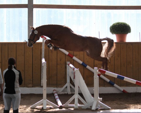 horse No Limit (German Riding Pony, 2005, from Night-Cup)