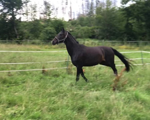 Video of Saphira v.d. Willenburg