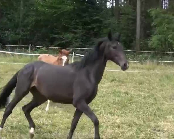 Video of Saphira v.d. Willenburg