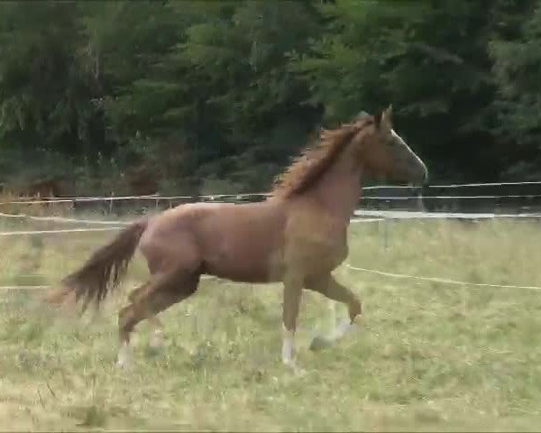 Video of Saphira v.d. Willenburg