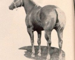 Deckhengst Cutter Bill (Quarter Horse, 1955, von Buddy Dexter)