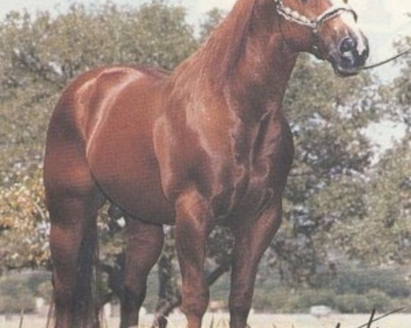 Deckhengst Doc Quixote (Quarter Horse, 1970, von Doc Bar) Deckhengst Doc Quixote (Quarter Horse, 1970, von Doc Bar)