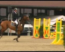 broodmare American's Sulamith (German Warmblood, 2005, from American Pie)
