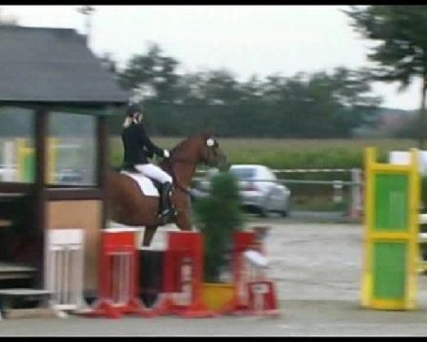 jumper Aramis 393 (Hanoverian, 1995, from Artwig)