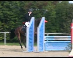 broodmare Qintera 2 (Westphalian, 2007, from Quinta Real)