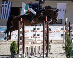 jumper La Fiola Piccola (Oldenburg, 2009, from Chekandino)