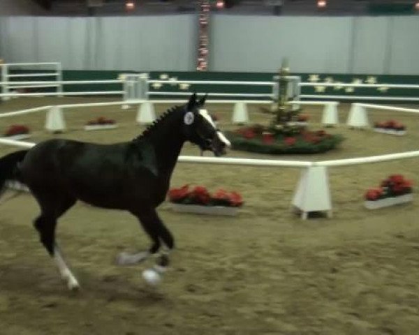 horse Hengst von Black Ombre (German Riding Pony, 2009, from Black Ombre)
