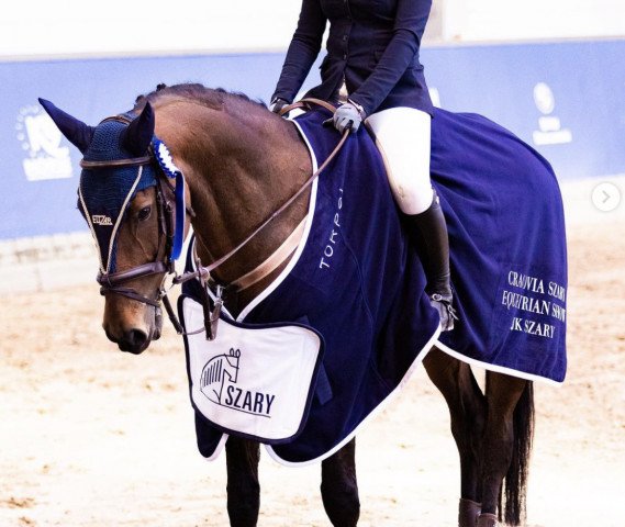 jumper Mavander (Polish Warmblood, 2011, from Vandamme) jumper Mavander (Polish Warmblood, 2011, from Vandamme)