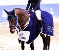jumper Mavander (Polish Warmblood, 2011, from Vandamme)