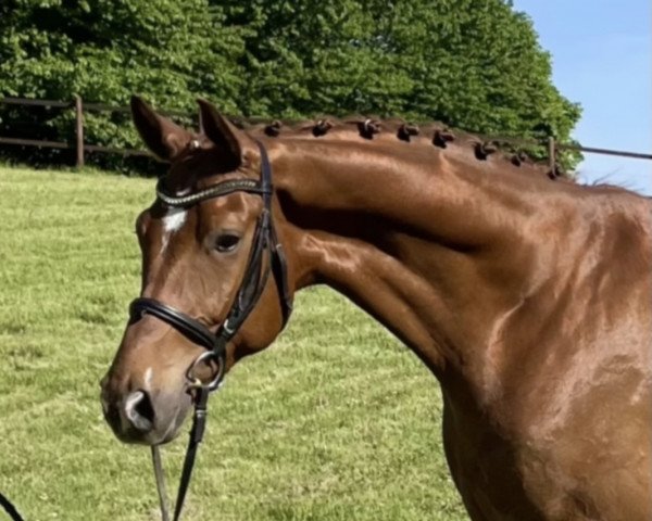 horse Don Tonio (Hanoverian, 2016, from Don Nobless)