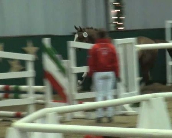 dressage horse Vier Gewinnt (German Riding Pony, 2009, from Vincent)