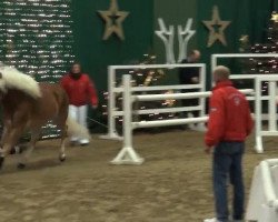 Deckhengst Memento (Haflinger, 2009, von Monte Chio)