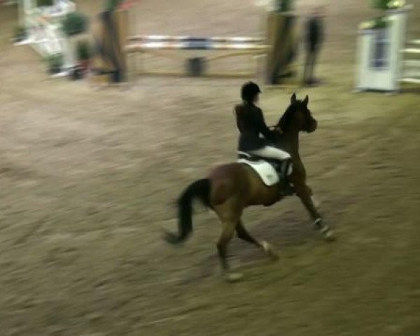 Springpferd Noblesse Stella (Deutsches Reitpony, 1995, von Namajan)