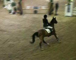 jumper Noblesse Stella (German Riding Pony, 1995, from Namajan)