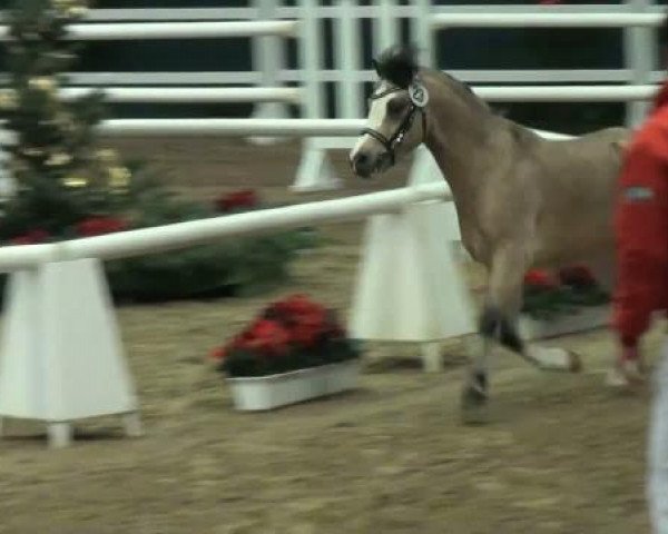 Pferd Vier Jahreszeiten VW (Welsh Mountain Pony (Sek.A), 2009, von Leybuchts Vivaldi)