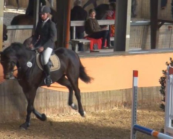 Zuchtstute Starlight (Hannoveraner, 1992, von Star Regent xx) Zuchtstute Starlight (Hannoveraner, 1992, von Star Regent xx)