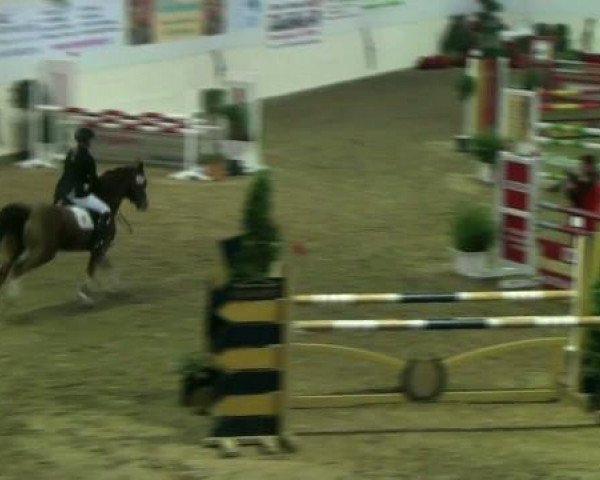 broodmare Soraya K (German Riding Pony, 2001, from Losander)