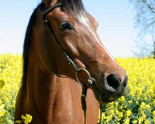 broodmare Dana ox (Arabian purebred, 1988, from Mors ox 2678 (1966))
