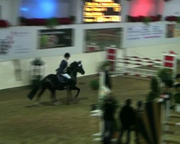 jumper Pour Plaisir (German Riding Pony, 2001, from FS Pour l'Amour)