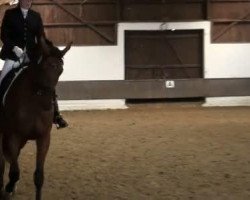 broodmare Felize P (Westphalian, 2008, from Florestan I)