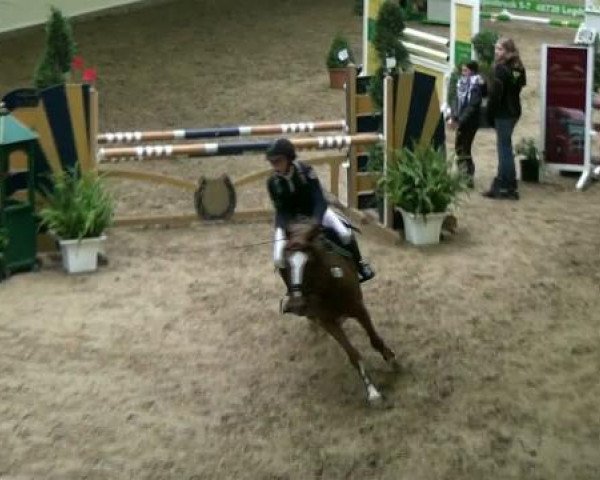 jumper Zauberwald Clover's First Girl (German Riding Pony, 2003, from Monte Verdi)