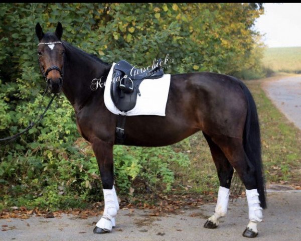broodmare Bela pharm's Quelle surprise I.B. (Oldenburg, 2005, from Quidam's Rubin)