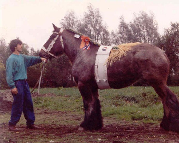 Zuchtstute Vera van het Zwaluwnest (Brabanter/Belgisches Kaltblut, 1998, von Udo van Brandevoort)