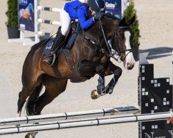 jumper Elda Balou (Oldenburg show jumper, 2012, from Eldorado van de Zeshoek)