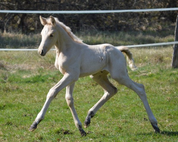 horse Fortuna (German Horse, 2021, from Fürst Jazz)