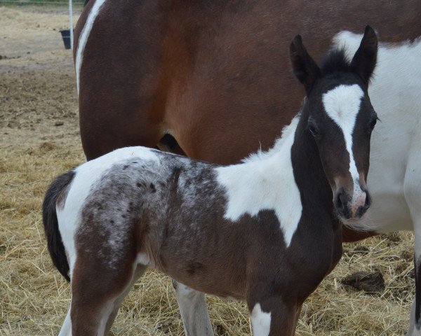 horse Atyria`s Amazing Abby (German Riding Pony, 2022, from Atyria's Akim)