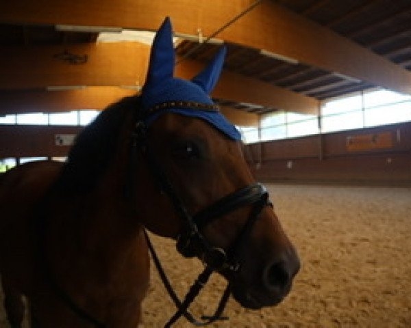 jumper Prodise's Judy (New Forest Pony, 2007, from Wielgerma's Nelson)