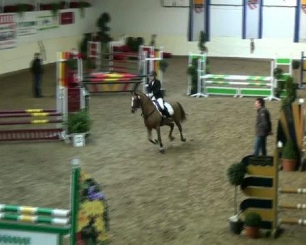 jumper Top Nawaro (German Riding Pony, 1996, from Top Nordstern) jumper Top Nawaro (German Riding Pony, 1996, from Top Nordstern)