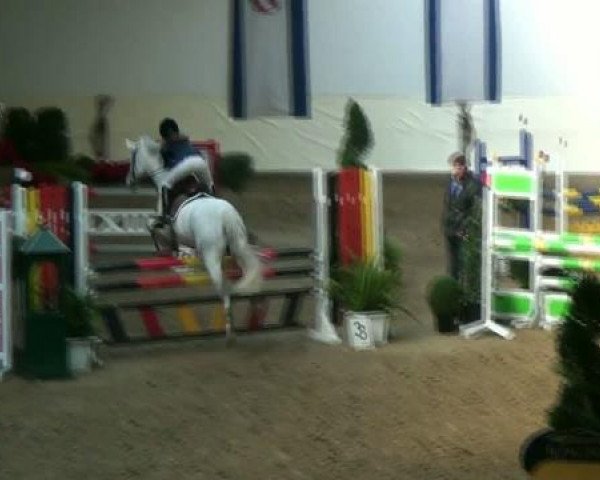 jumper Clinton 65 (Welsh-Cob (Sek. C), 1995, from Campari)