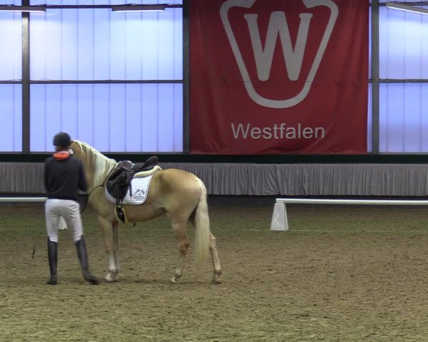 Stutenleistungsprüfung in Münster-Handorf 2022