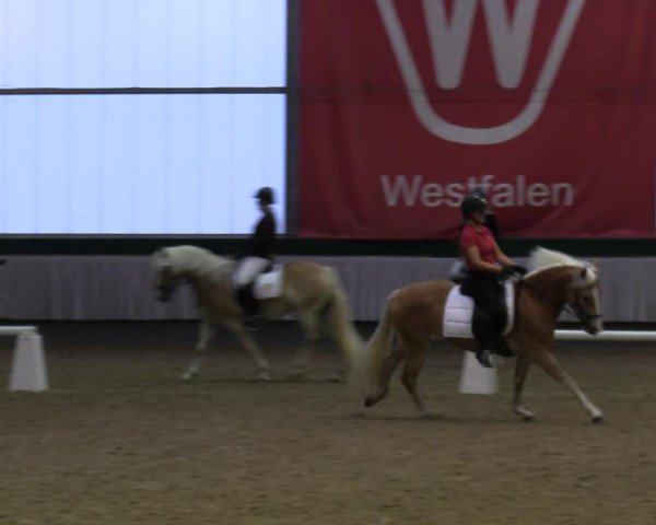 Stutenleistungsprüfung in Münster-Handorf 2022