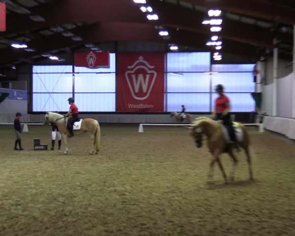 Stutenleistungsprüfung in Münster-Handorf 2022