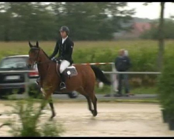 Zuchtstute Nevada 196 (Holsteiner, 2007, von New Quidam)