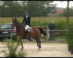 broodmare Nevada 196 (Holsteiner, 2007, from New Quidam)