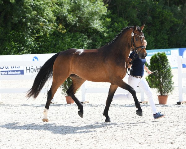 Dressurpferd Lisa 1338 (Deutsches Sportpferd, 2017, von Lissaro)
