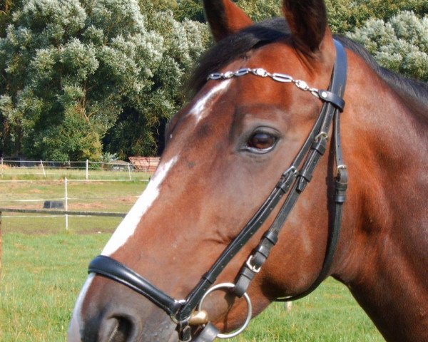 Pferd Haduna (Württemberger, 1996, von Heraldik xx)