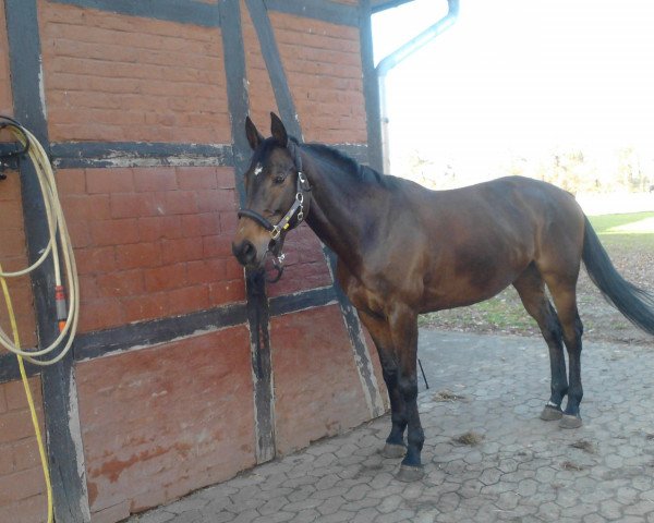 broodmare Letizia (German Sport Horse, 2004, from Leopardstown xx)